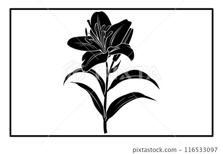 Asiatic Lily Flower Silhouette Vector - Botanical Illustration and Clipart. Asiatic Lily Flower Silhouette Vector - Botanical Illustration and Clipart. 116533097
