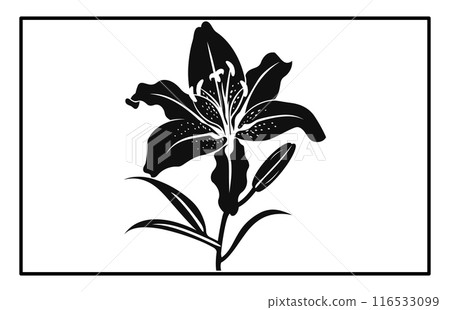 Asiatic Lily Flower Silhouette Vector - Botanical Illustration and Clipart. 116533099