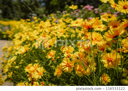 A field of yellow flowers with a few pink flowers in the background. The flowers are in full bloom and the colors are vibrant. A field of yellow flowers with a few pink flowers in the background. The flowers are in full bloom and the colors are vibrant. 116533122