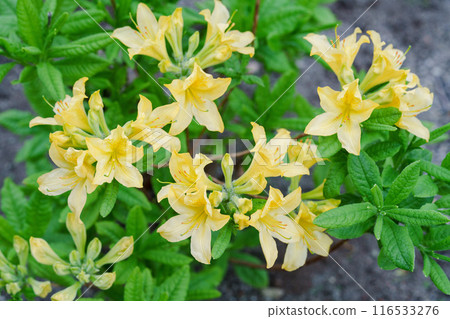 Tourenge Azalea Tourenge Azalea 116533276