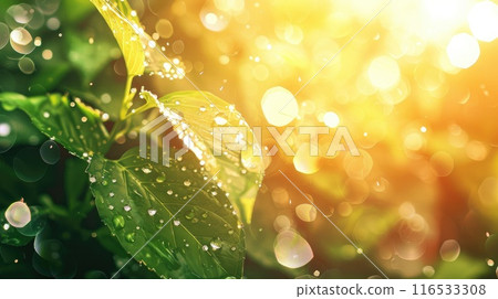 Beautiful water drops sparkle in sun on leaf in sunlight, macro. Droplet of morning dew outdoor, beautiful round bokeh. Purity of nature. 116533308