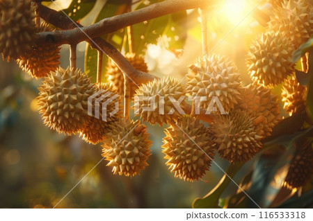 Cluster of durian fruits hanging from a branch in a tropical plantation, with sunlight 116533318