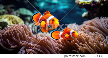 Amphiprion ocellaris clownfish and anemone in sea. Amphiprion ocellaris clownfish and anemone in sea. 116533319