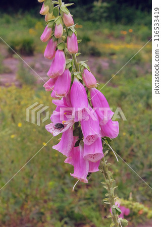 Digitalis purpurea grows in meadow. Cultivated for its romantic pink flowers. Flowers blooming. Cottage garden. Vertical view. Digitalis purpurea grows in meadow. Cultivated for its romantic pink flowers. Flowers blooming. Cottage garden. Vertical view. 116533419