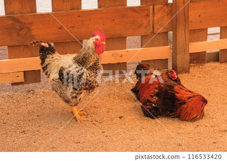 Chickens are being farmed outdoors. Hen farm. Chickens are being farmed outdoors. Hen farm. 116533420