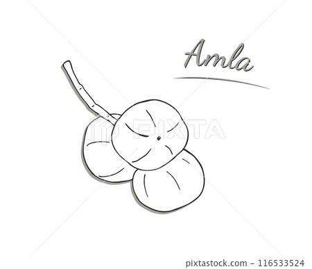 Amla fruits on branch. Hand-drawn illustration isolated on white background. Phyllanthus emblica vector illustration. Indian gooseberry Amla fruits on branch. Hand-drawn illustration isolated on white background. Phyllanthus emblica vector illustration. Indian gooseberry 116533524