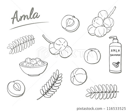 Amla fruits, half fruit, leavs, shampoo, and fruits in a bowl. Hand-drawn illustration isolated on white background. Amla fruits, half fruit, leavs, shampoo, and fruits in a bowl. Hand-drawn illustration isolated on white background. 116533525