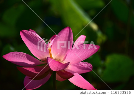 The beauty of lotus flowers created by light and shadow 116533556