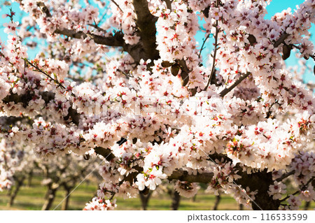 Blooming peach trees in spring Blooming peach trees in spring 116533599