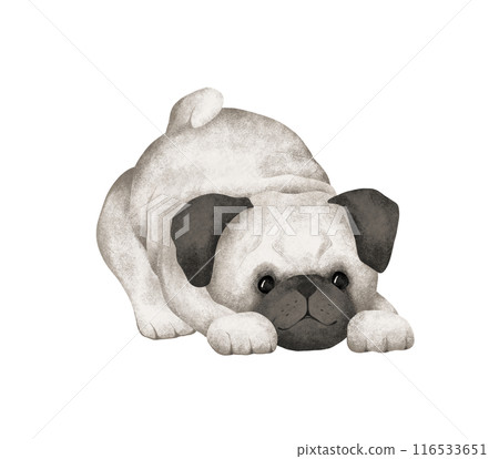 Cartoon animal dog for kids design . Hand drawn illustration of pug sitting or leas on isolated background. Minimalist Scandinavian style. Cute pets for kids post or stickers 116533651