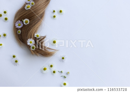 Medicinal flowers with smooth hair on a white background. Summer flowers in hair. Medicinal flowers with smooth hair on a white background. Summer flowers in hair. 116533728