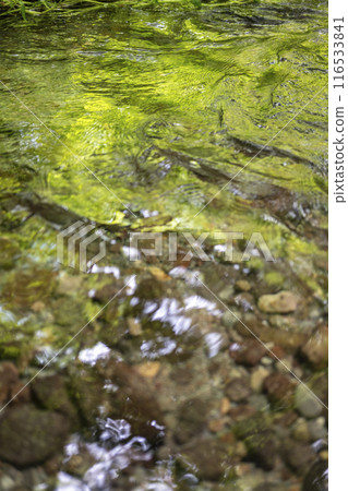 森林的新綠/生態影像(奧大山) 森林的新綠/生態影像(奧大山) 116533841