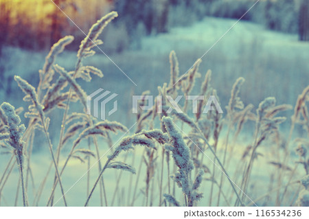 Winter scene 116534236