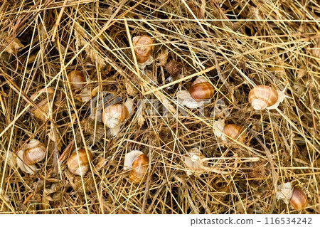 Snails Helix pomatia after the rain in wet hay. Snails Helix pomatia after the rain in wet hay. 116534242