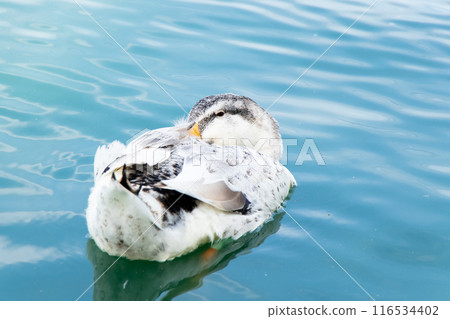 White duck is sleeping during floating on lake background 116534402