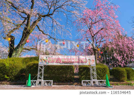 宮城縣仙台市櫻花盛開的杜鵑岡公園 宮城縣仙台市櫻花盛開的杜鵑岡公園 116534645