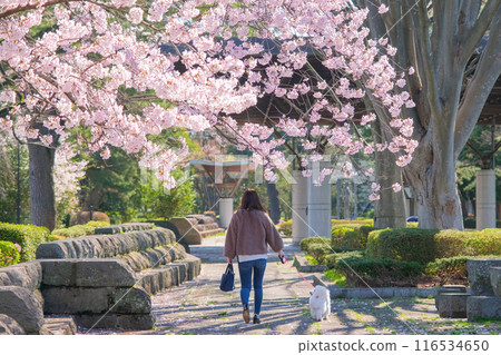 A woman walking her pet in a park in spring (Tsutsumioka Park, Sendai City, Miyagi Prefecture) 116534650