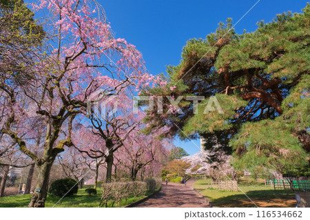 宮城縣仙台市櫻花盛開的杜鵑岡公園 116534662