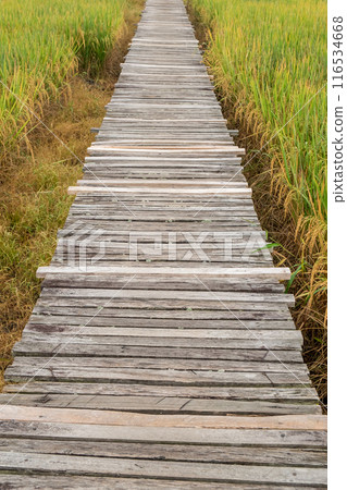 A wooden bridge leads into the golden-yellow rice fields under the morning sunlight A wooden bridge leads into the golden-yellow rice fields under the morning sunlight 116534668