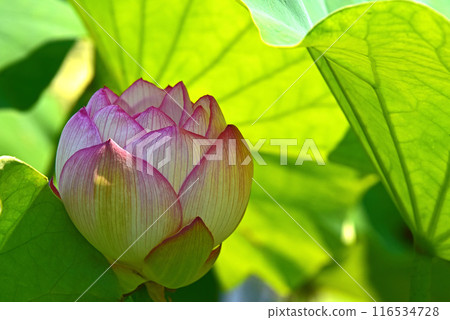 光與影營造出的荷花之美 光與影營造出的荷花之美 116534728