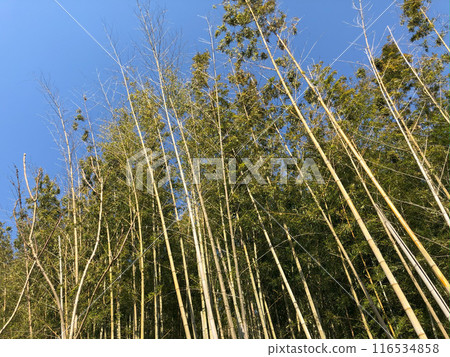 Bamboo extending into the blue sky 116534858