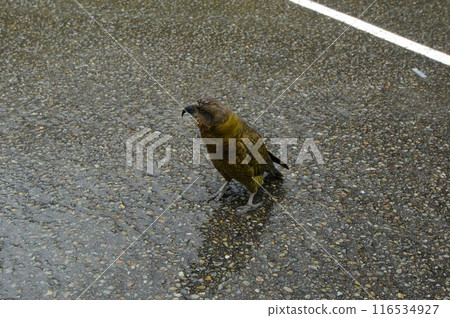 New Zealand Falcon on the road 116534927