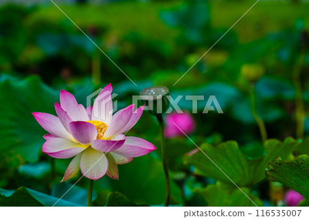 Lotus flowers at Kurosaki Nagata Wetland Natural Park [Nagasaki City] 116535007