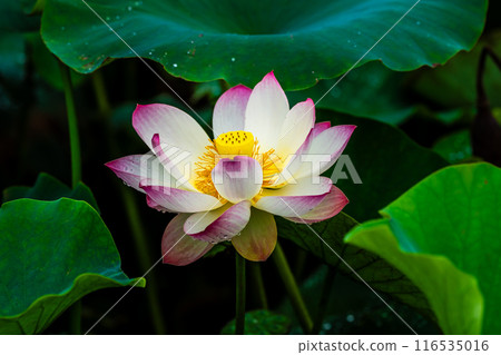 黑崎長田濕地自然公園的荷花【長崎市】 116535016