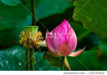 黑崎長田濕地自然公園的荷花【長崎市】 116535022