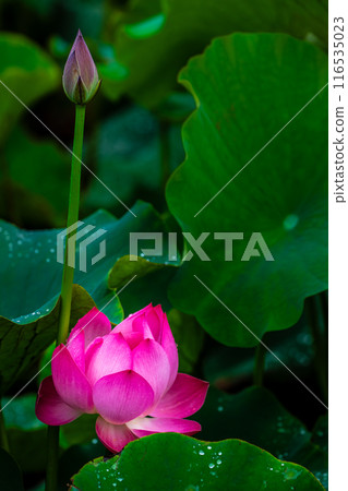 Lotus flowers at Kurosaki Nagata Wetland Natural Park [Nagasaki City] 116535023