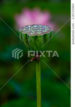 黑崎長田濕地自然公園的荷花【長崎市】 116535064