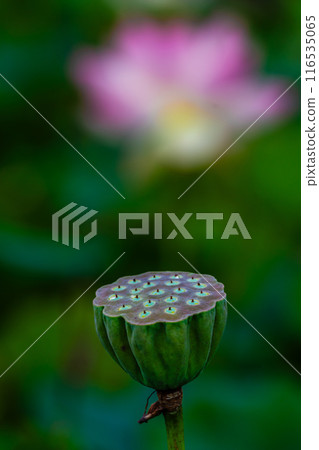 Lotus flowers at Kurosaki Nagata Wetland Natural Park [Nagasaki City] 116535065