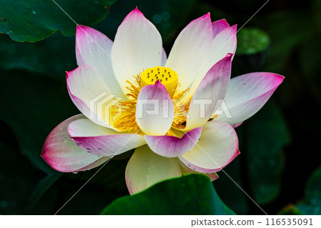 Lotus flowers at Kurosaki Nagata Wetland Natural Park [Nagasaki City] 116535091