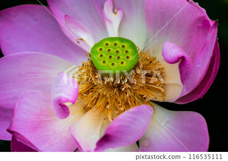 Lotus flowers at Kurosaki Nagata Wetland Natural Park [Nagasaki City] 116535111