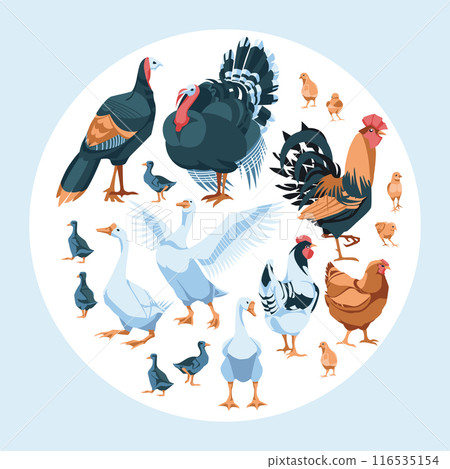 Round and square set of domestic farm animals. Vector flat illustration. Farming and agriculture 116535154