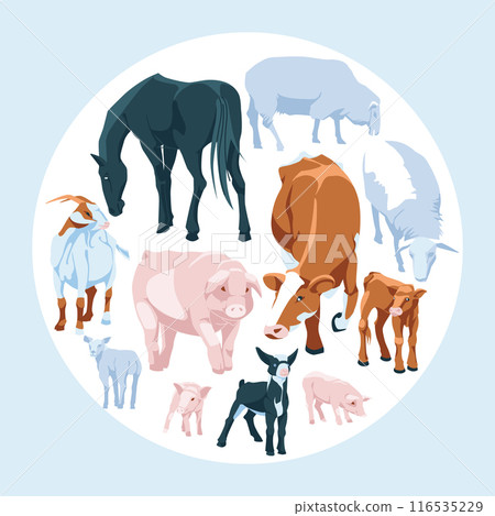 Round and square set of domestic farm animals. Vector flat illustration. Farming and agriculture Round and square set of domestic farm animals. Vector flat illustration. Farming and agriculture 116535229