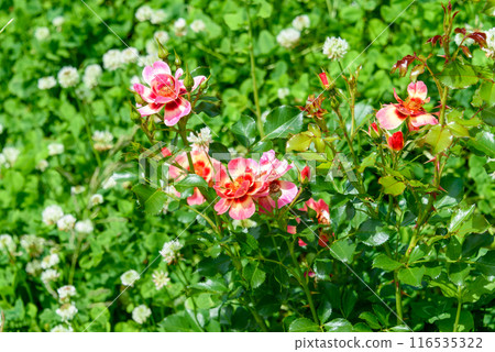 Rosebuds on the background of lush greenery on a summer day. 116535322