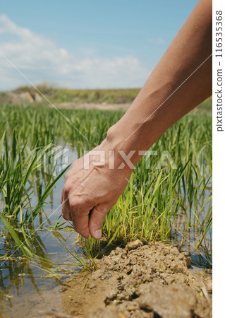 man grabbing a rice plant in a rice field in Spain man grabbing a rice plant in a rice field in Spain 116535368