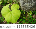Leaves that look like they might bring out forest fairies 116535426