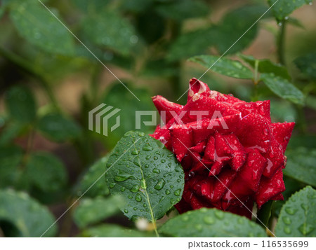 Landscape of blooming rose flowers in the garden on a rainy summer day Landscape of blooming rose flowers in the garden on a rainy summer day 116535699