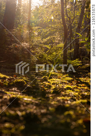 The forest floor is lit by sunlight with ferns, tall trees, and rich biodiversity 116535878