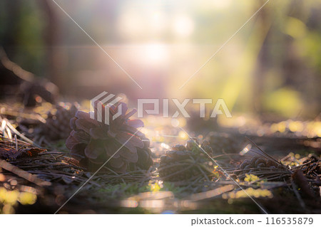 Sunlight filtering through the trees, covering the forest floor with pinecones and gentle rays 116535879