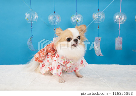 Blueback, wind chimes and Riku, a Chihuahua wearing a yukata 116535898