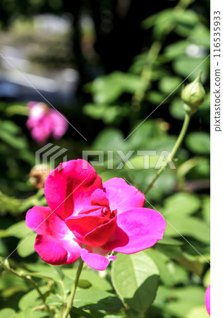 Red rose petals approaching full bloom [Rosaceae] 116535933