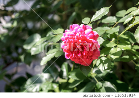 Red rose petals approaching full bloom [Rosaceae] 116535934
