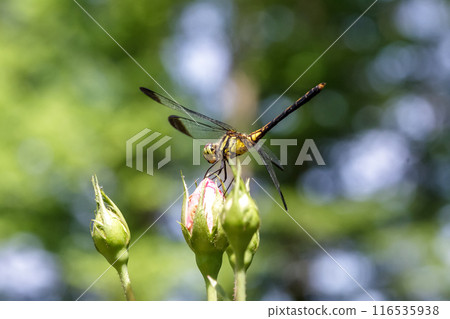 一隻名為麥原蜻蜓的雌性鹽卡拉蜻蜓棲息在玫瑰花蕾上。 一隻名為麥原蜻蜓的雌性鹽卡拉蜻蜓棲息在玫瑰花蕾上。 116535938