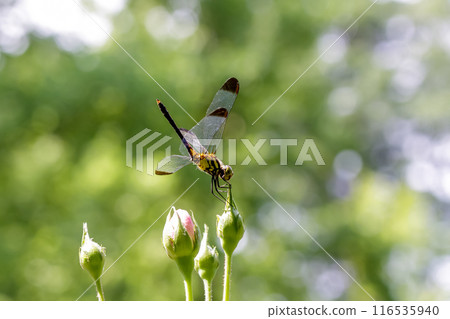 一隻名為麥原蜻蜓的雌性鹽卡拉蜻蜓棲息在玫瑰花蕾上。 一隻名為麥原蜻蜓的雌性鹽卡拉蜻蜓棲息在玫瑰花蕾上。 116535940