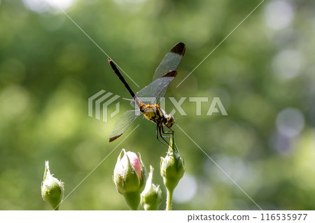 A female of the common skimmer, also known as the Mugiwara skimmer, is resting on a rose bud. A female of the common skimmer, also known as the Mugiwara skimmer, is resting on a rose bud. 116535977