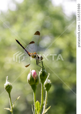 A female of the common skimmer, also known as the Mugiwara skimmer, is resting on a rose bud. A female of the common skimmer, also known as the Mugiwara skimmer, is resting on a rose bud. 116535980