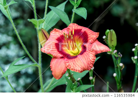 Red flowers of Hemerocallis, known in English as Daylily 116535984